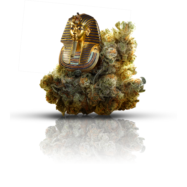 Shatter Online Canada